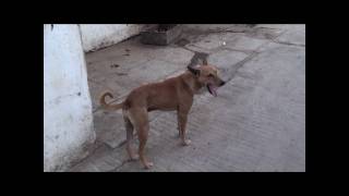 Street Dogs Fight Crime on India's Streets