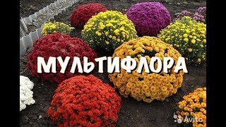 ХРИЗАНТЕМА МУЛЬТИФЛОРА! БЕЗПРОБЛЕМНОЕ ВЫРАЩИВАНИЕ и сохранение зимой