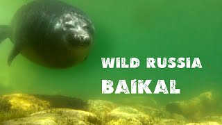 БАЙКАЛ. НЕРЕСТ ОМУЛЯ [Нерпа] Медведи. Соболь. Дайвинг. Забайкальский парк. (Охота на браконьеров)