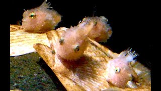 ナメダンゴ　Namedanngo　Eumicrotremus taranetzi