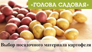 Голова садовая - Выбор посадочного материала картофеля