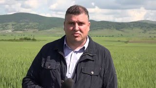 ТИМАК АГРО - ефективно торене в пшеница