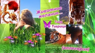 Sexy Tigress) Моё перевоплощение в Тигрицу. Животное желание... (аллегория)