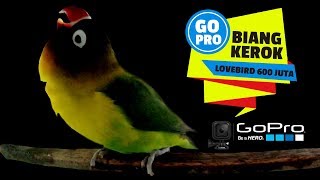 BRANDY WATCH : GOPRO Hero 4 - Aksi BIANG KEROK Lovebird 600 Juta Ngekek Panjang