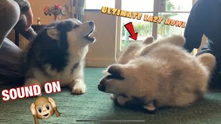 MALAMUTE HOWLING CONTEST | TALKING MALAMUTES