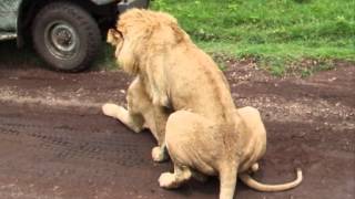 Lions getting it on right next to our jeep