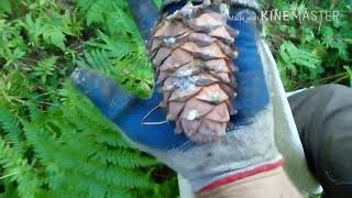 Сбор кедровой шишки в тайге.