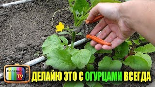 ДЕЛАЮ ЭТО С ОГУРЦАМИ ВСЕГДА РАННИЙ И ОБИЛЬНЫЙ УРОЖАЙ ГАРАНТИРОВАН