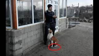 проверка рабочих качеств Амстаффа, защита собаки от нападения, Амстафф это охранник.