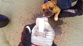 BIKERS RESCUE PUPPY FROM HOT CAR | RANDOM ACT OF KINDNESS |  [Ep. #22]
