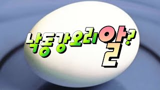 [요리] 오리알과 계란의 비교(요리재료)