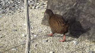 Weka