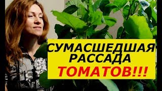 СУМАСШЕДШИЙ РОСТ РАССАДЫ ТОМАТОВ, КРЕПКИЕ РАСТЕНИЯ, ОГРОМНЫЙ УРОЖАЙ ! СУПЕР  СПОСОБ
