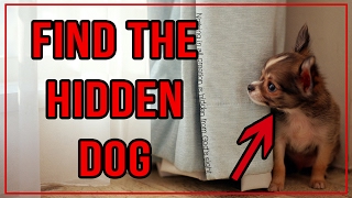 10 Find The Hidden Dog Puzzles