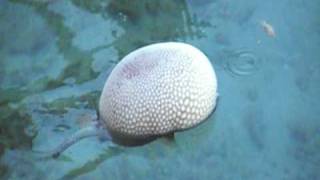 blow fish deflating