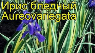 Ирис бледный Ауреваригата. Краткий обзор, описание характеристик iris pallida Aureovariegata