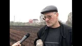 Как правильно обрезать и посадить розы весной. Советы от владельца частного питомника роз Рязанова
