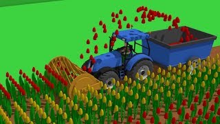 Springtime Blue #Tractor | The Story of the Tulips - Planting to Harvest | Traktor Zbiór Tulipanów