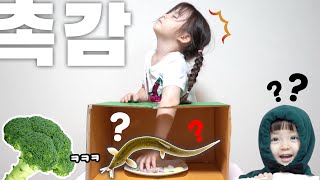 눈가리고 맞추기 촉감테스트.. 죽은거야!? 살은거야? [예콩이TV]