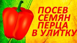 Посев семян перца в улитку 2016