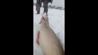 ЩУКА МОНСТР!!! Зимняя рыбалка на щуку.
