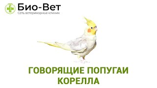 Говорящие попугаи Корелла. Плюсы и минусы содержания,описание