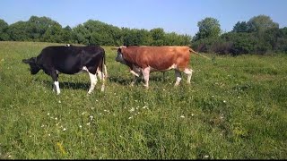 Корова в охоте/ свиданье с быком/ корова скровила