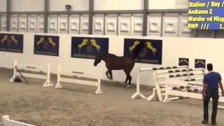 Il Mio van 't Eigenlo (Andiamo Z x Wandor vd Mispelaere x Camus) Stallion Appoval Zangersheide