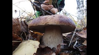Попали в сказочный лес Белых грибов. 20 Октября 2018