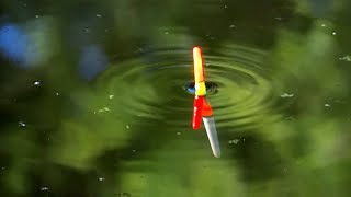 Summer holidays: fishing for tench & bream with float & maggots.