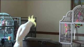 Snowball's Tribute to Michael Jackson