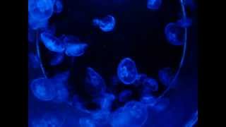 Meduse Quadrifoglio