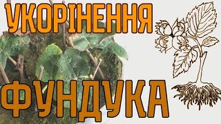 Розмноження фундука живцями ч.1