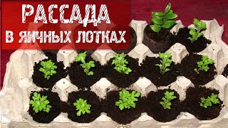 294  Как выращивать рассаду в яичных лотках.