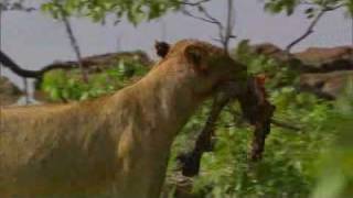 Lion kill, Croc and Elephant