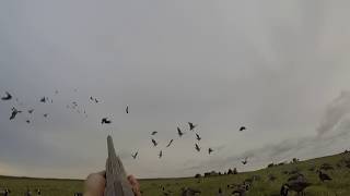 First goose hunt 2018