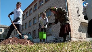 В Хвойнинском районе в селе Левоча восстанавливают яблоневый сад