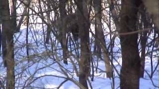 Испытания лаек по кабану.Днепропетровск.