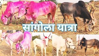 #SHETIGURUJI/सांगोला यात्रा, खिल्लार बैल, खिल्लार खोंड.