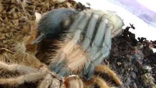 Brachypelma emilia molting