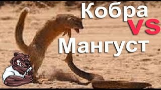 Опасные животные. Дикие животные. Мангуст против черной мамбы