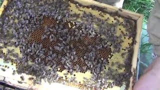 Облет пчеломатки и засев в семье после продажи пчелопакета. Осмотр пчел через неделю после подсадки
