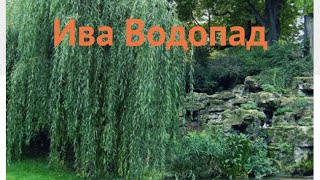 Ива обыкновенная Водопад (iva-vodopad) ? ива Водопад обзор: как сажать саженцы ивы Водопад
