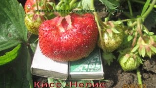 Кисс -Неллис - крупноплодная  клубника в Витебске