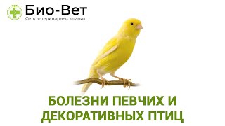 Болезни певчих и декоративных птиц