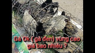 DTVN - Tìm thấy gà ok ( gà đen) miền núi cho các bác sắm tết đây