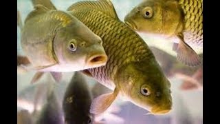 Класс костные рыбы. Биология 7 класс