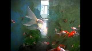 ბათუმის აკვარიუმი Batumi Aquarium
