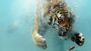 Рыбацкие приколы