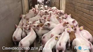 Отьёма поросят!свиноматки после отьёма!